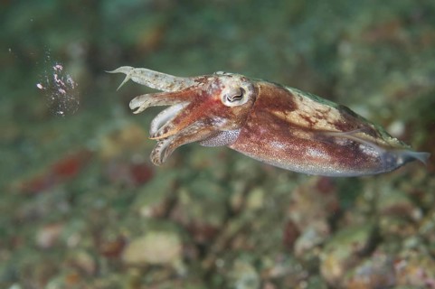 Broadclub cuttlefish