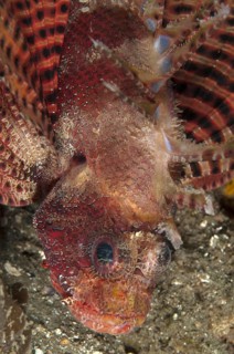 Hawaiian lionfishes