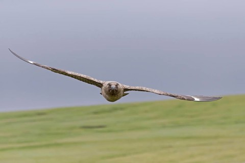 Great Skua