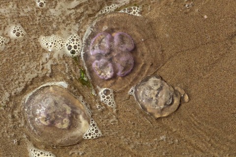 Common common jellyfish