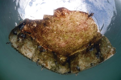 Barnacle
