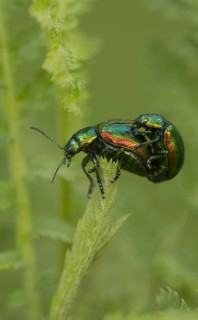 Adult pair of Tansy