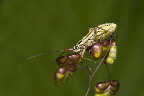 Meadow Plant Bug