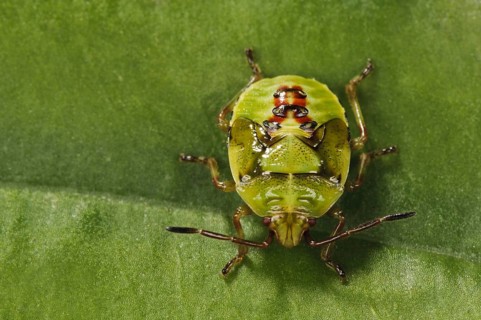 Birch shieldbugs