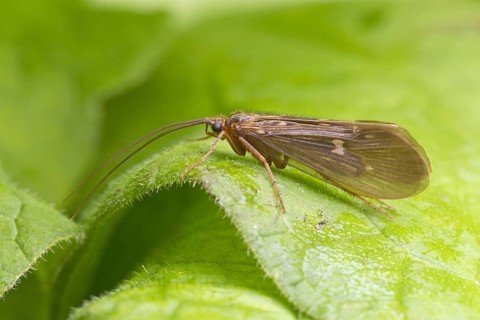Caddisfly
