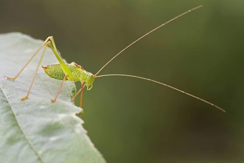 Speckled Bush-cricket