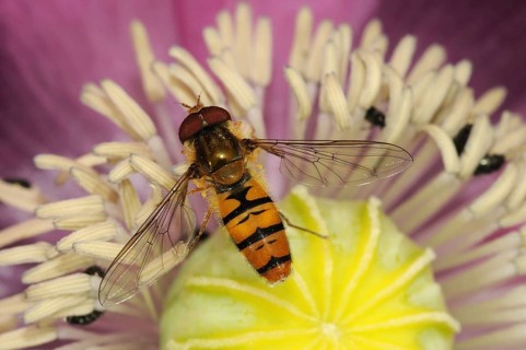 Grove hoverfly