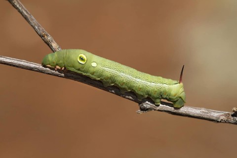 Vine