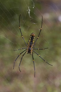 Silk spider