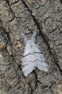 Pale tussock