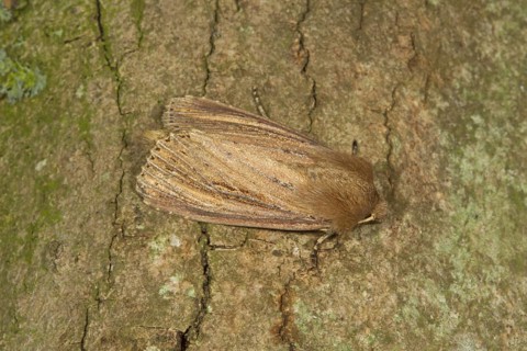 Bulrush Wainscot