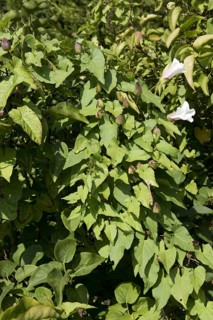 Hedge bindweed