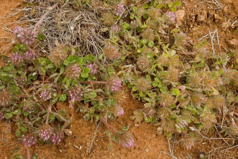 Rose clover