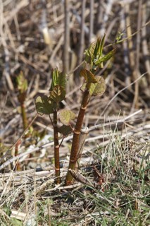 Reynoutria japonica