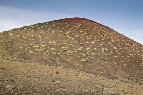 Balsam spurge