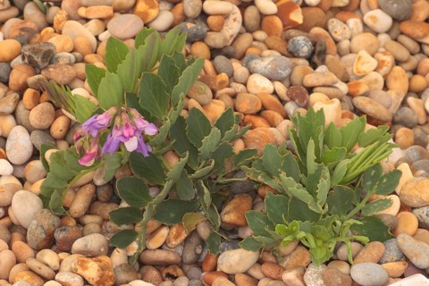 Sea Pea