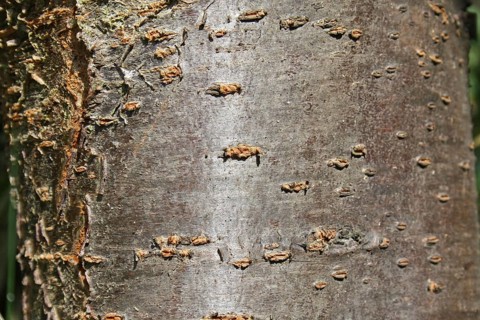 Prunus x domestica