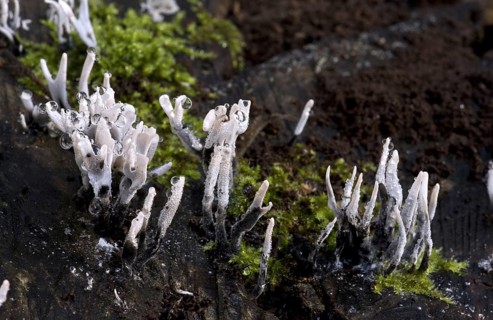 Candle-snuff Fungus