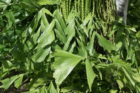 Solitary Fishtail Palm