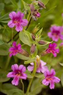 Purple Monkeyflower