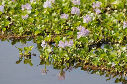 Water hyacinth