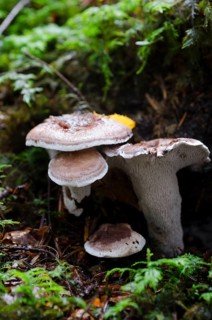 Violet White Spore Spining
