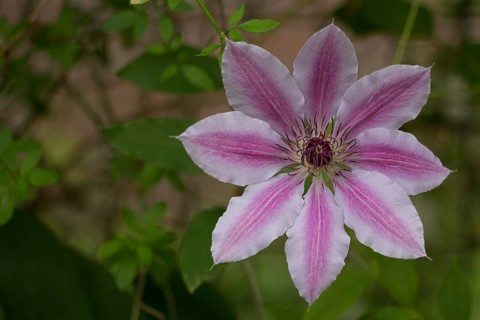Wood Vine