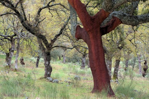 Cork oak
