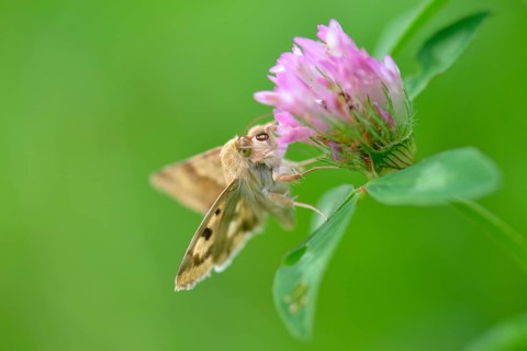 Cardoon Sun Owl