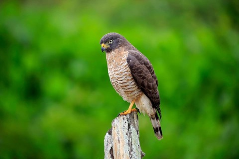 Road-side Hawk