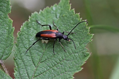 Lesser slaty buck
