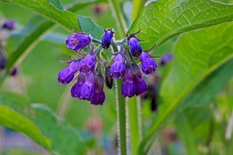 Common common comfrey