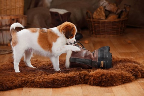 Kooikerhondje