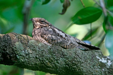 Grey Nightjar