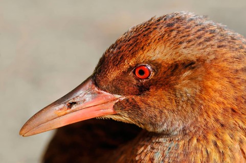 Weka