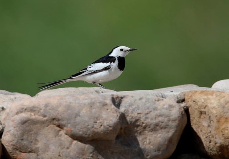 Pied Wagtail