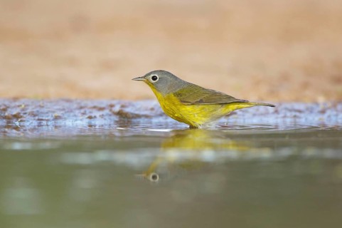 Nashville warbler