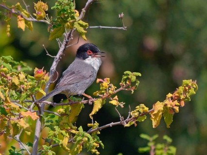 Sardinian Warbler
