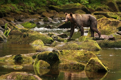 Adult grizzly bear