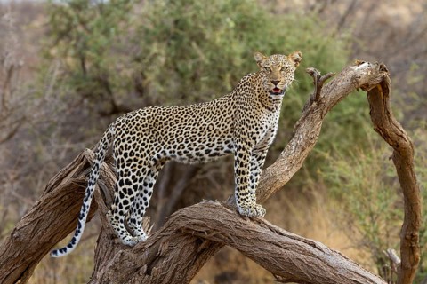 African leopard