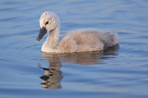 Mute Swan