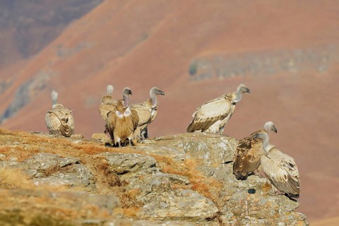Cape griffon