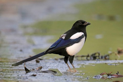 Common Magpie