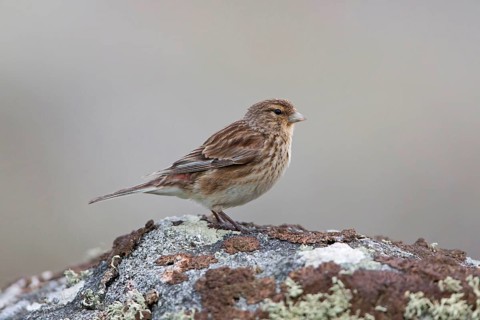 Twite