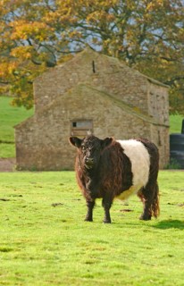 Domestic Cattle