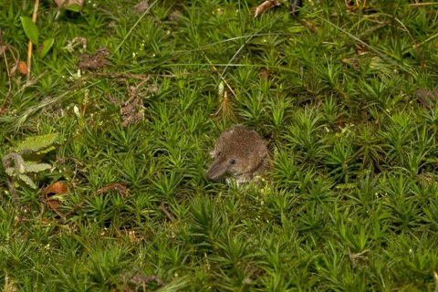 Eurasian pygmy shrew