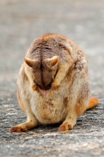 Mareeba Rock Wallaby