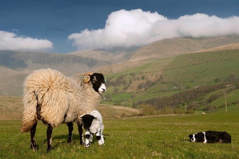 Domestic Sheep