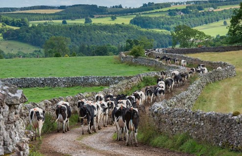 Domestic cattle