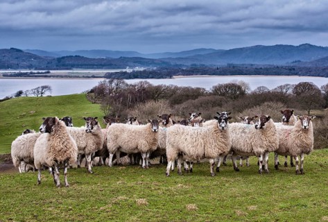 Domestic Sheep